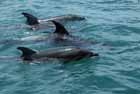 Dolphin watch at Paihia, Bay of Islands, New Zealand.
